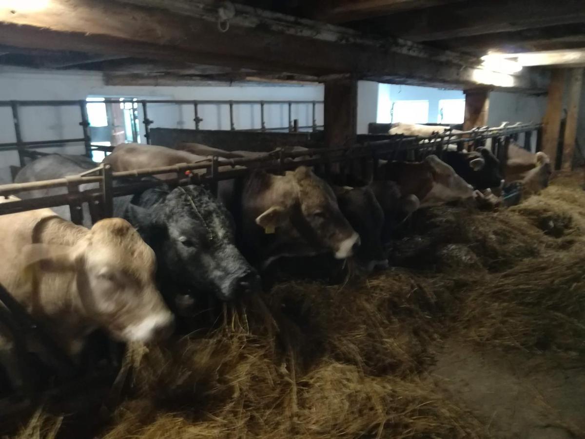 Familienbauernhof Imitz, Ferienwohnung Spital Am Pyhrn Extérieur photo